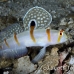 shrimpgoby_randalls_cr_hsb_r_h_0327_kom3328.jpg